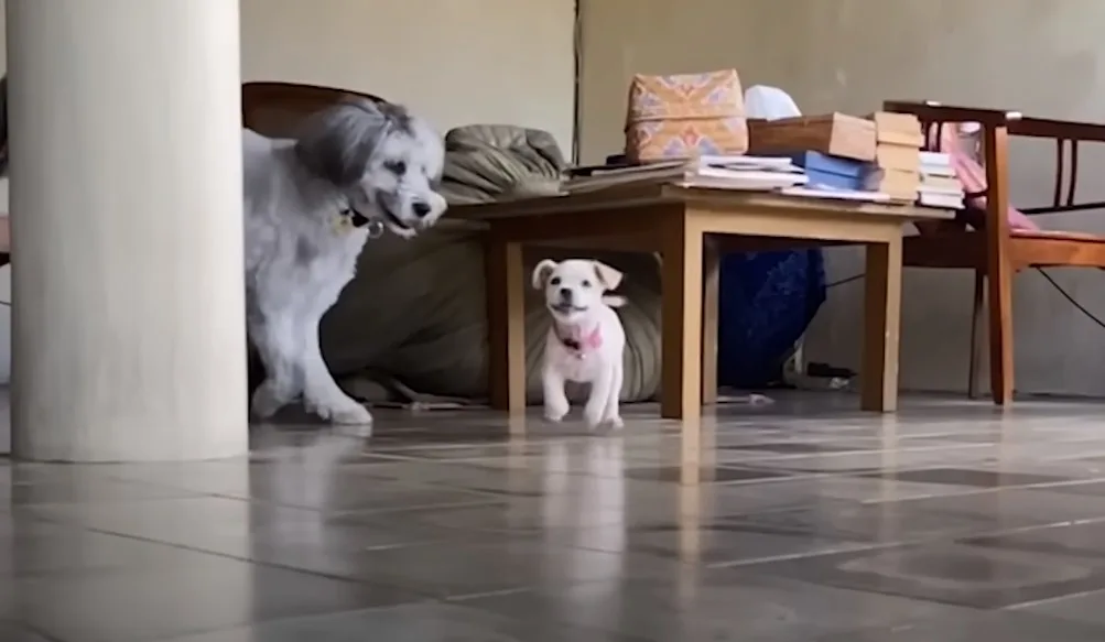 two small dogs and an owner playing in the house