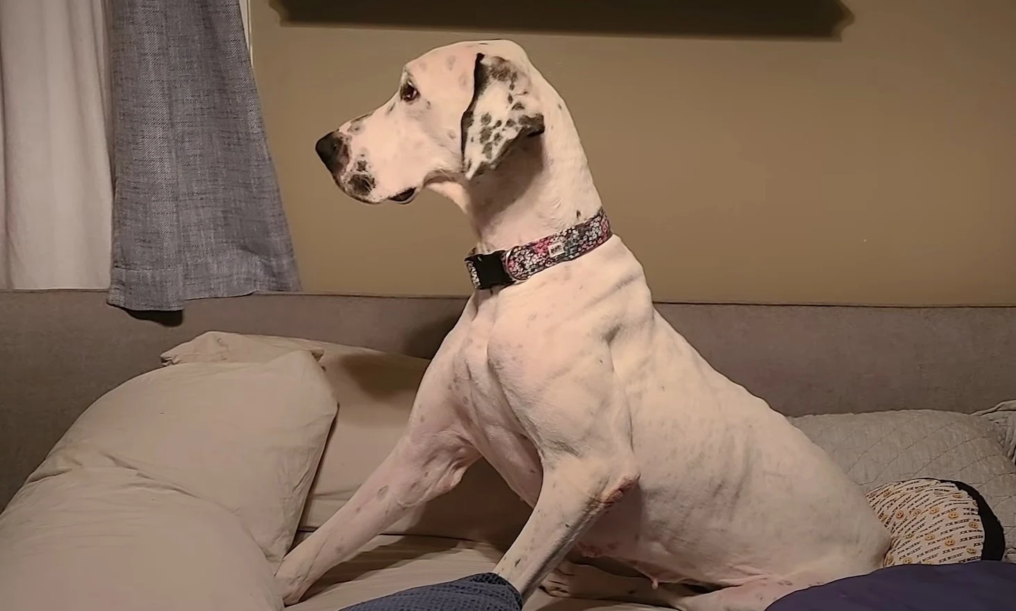 white dog sitting on a bed