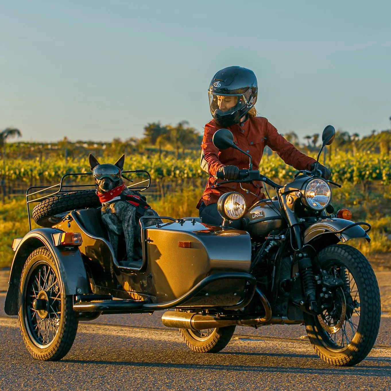 woman and dog riding in sidecar