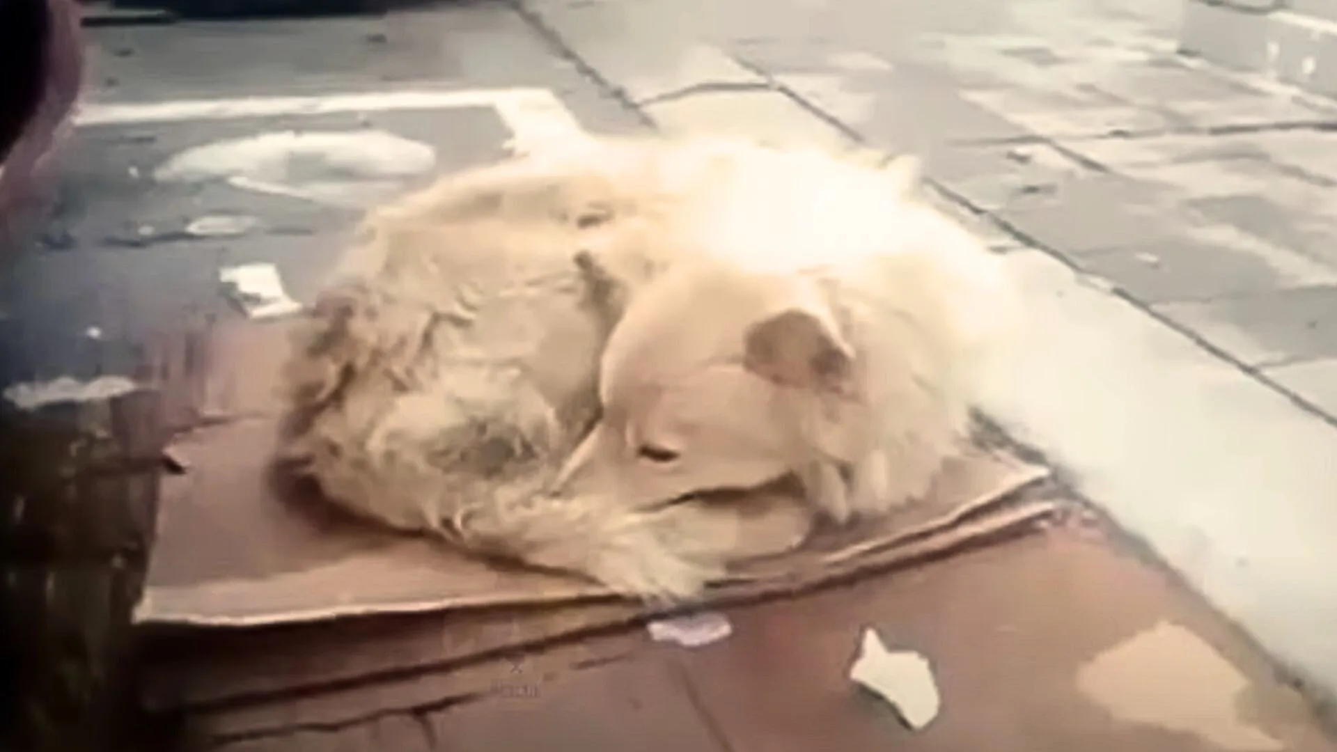 A Dog Abandoned On The Street In Freezing Weather Is Hoping Her Owner Would Come Back