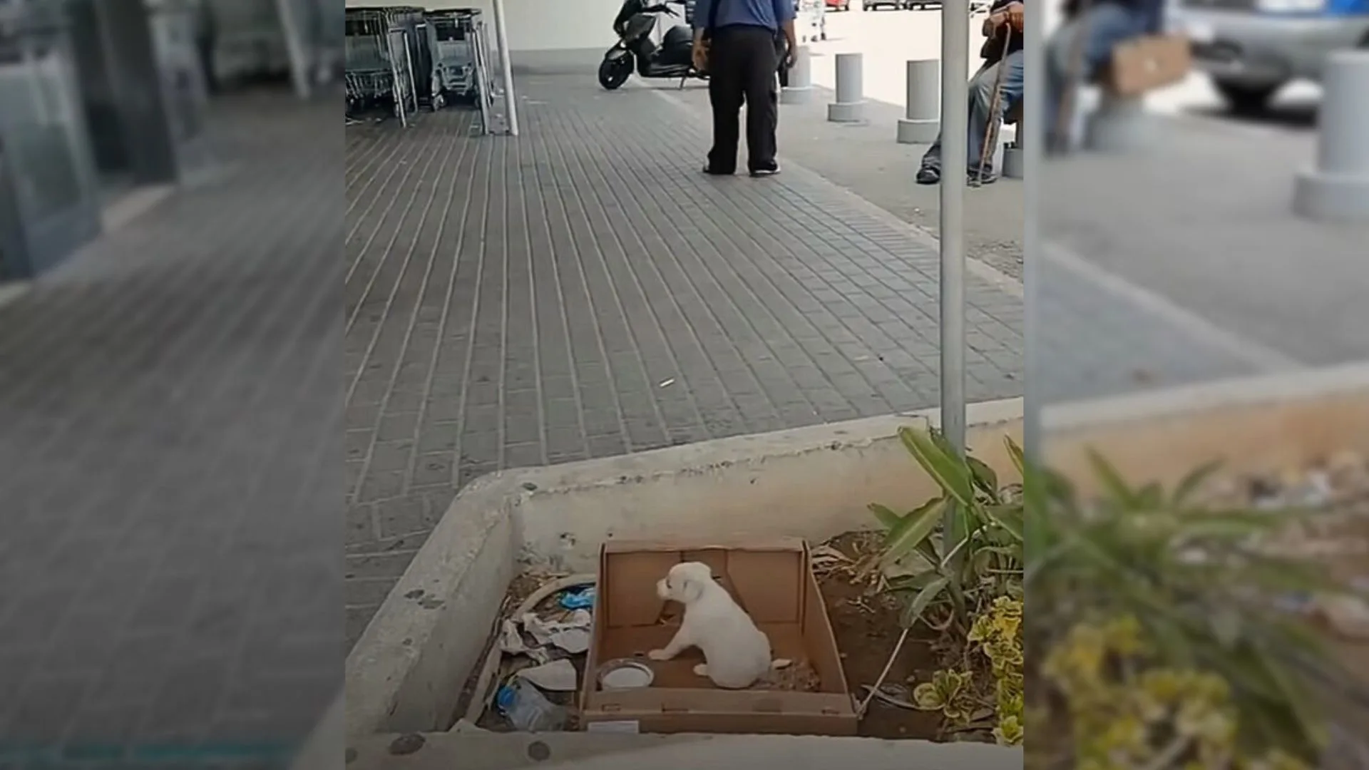 Pup Abandoned At Supermarket Can’t Contain Her Excitement When Somebody Finally Approaches