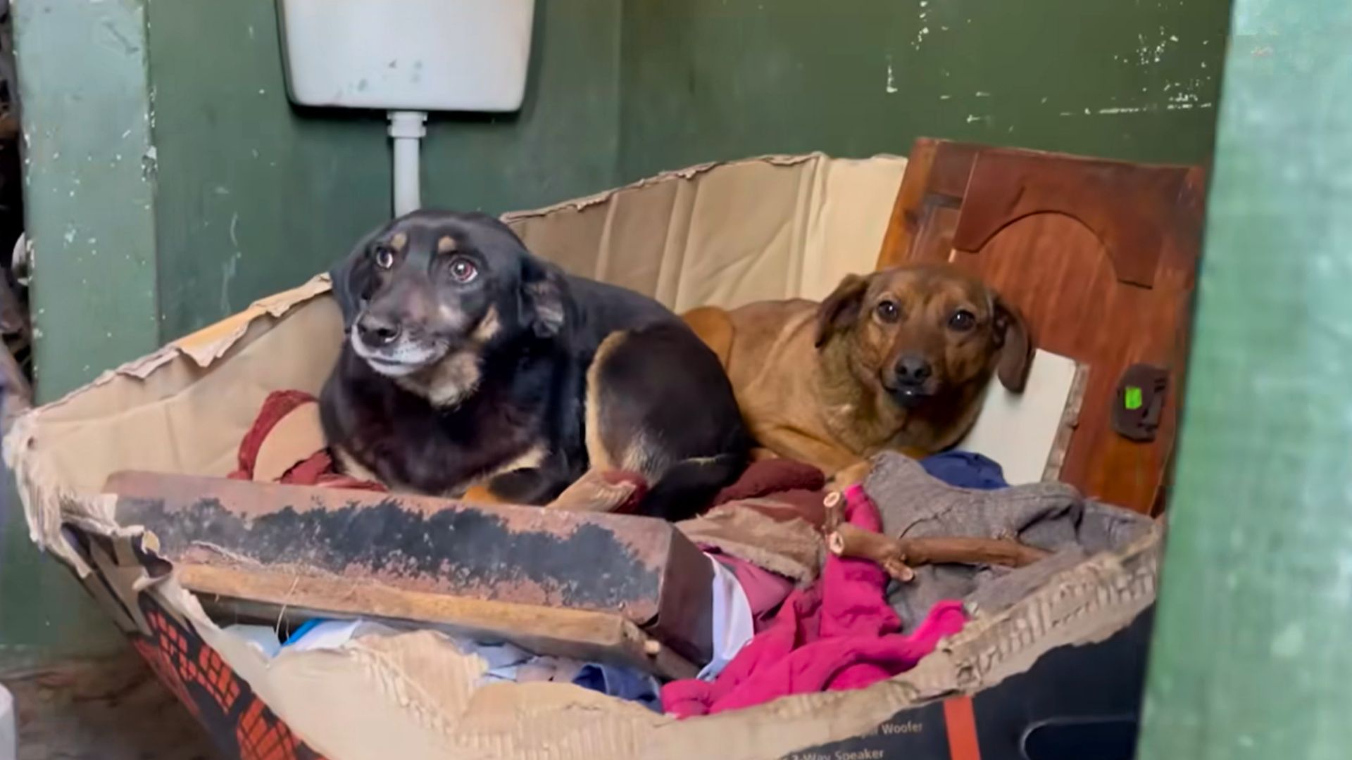 Rescuers Were Surprised To Find Two Frightened Dog Siblings Hiding In An Outdoor Bathroom