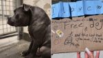 abandoned dog with a note