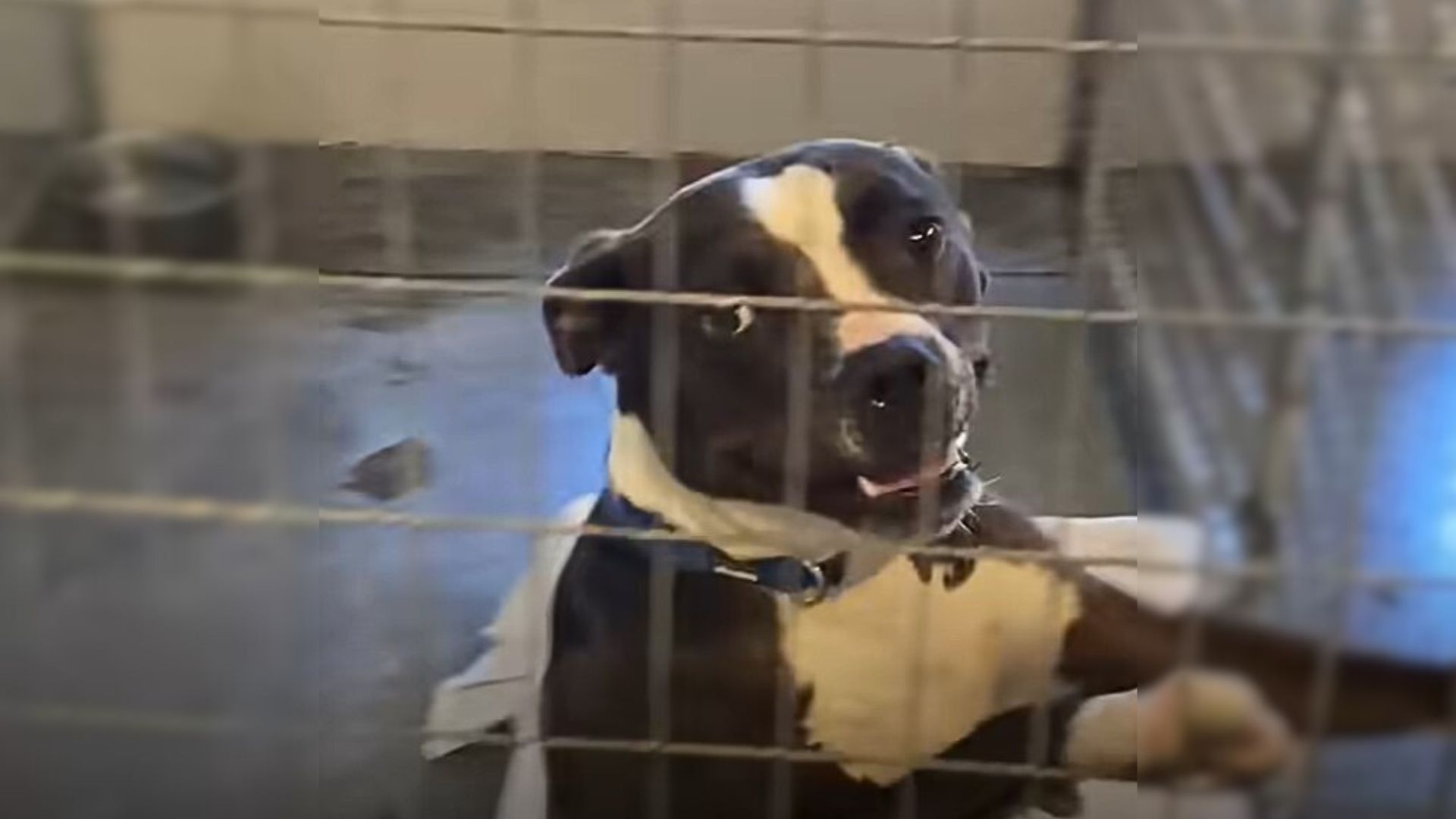 Abused Pittie From Oregon Just Wanted To Be Happy And Then Someone Special Came