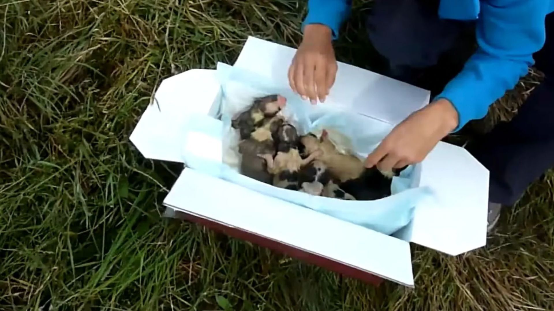 litter of puppies in a cardboard box