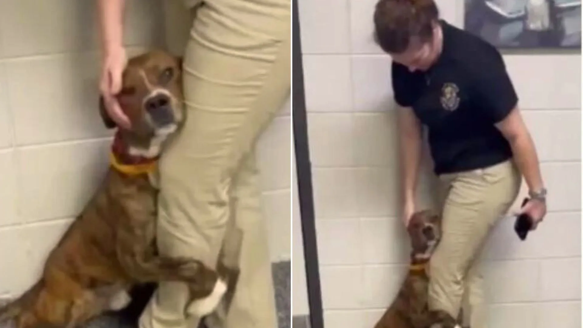 Scared Shelter Dog, Who Clung To Worker’s Leg, Gets Adopted Right Before Thanksgiving