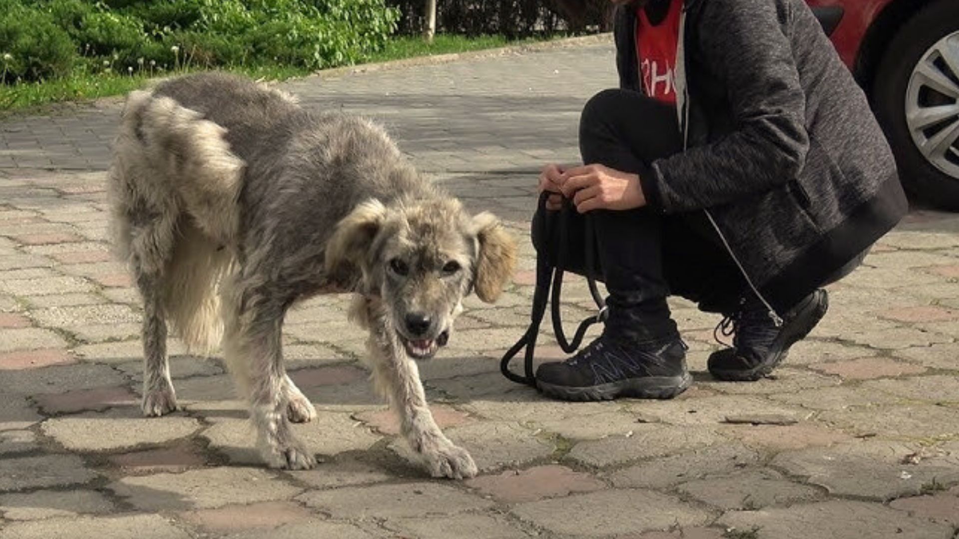 The Starving Frightened Dog Wags Her Tail For The Very First Time
