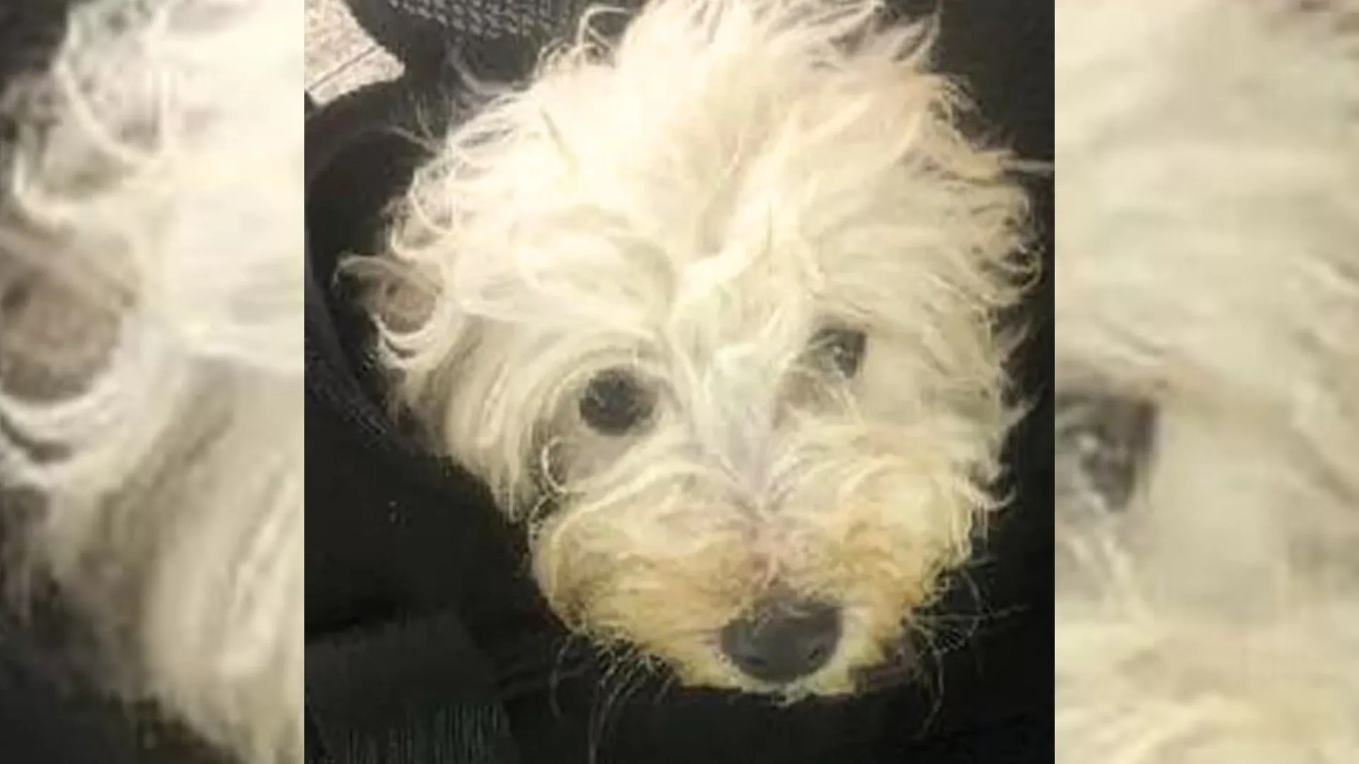 Tiny Puppy Found All Alone At Indianapolis International Airport