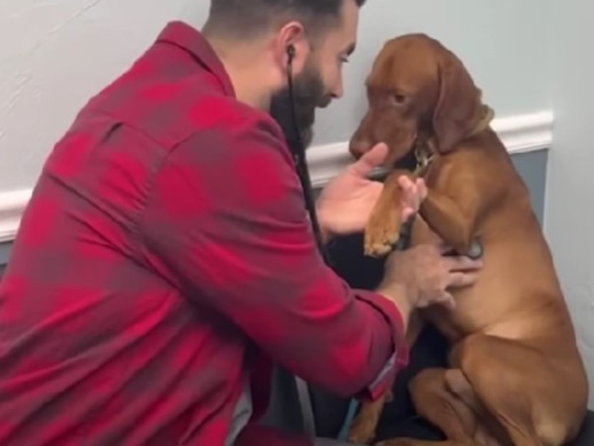 a man examines a brown dog