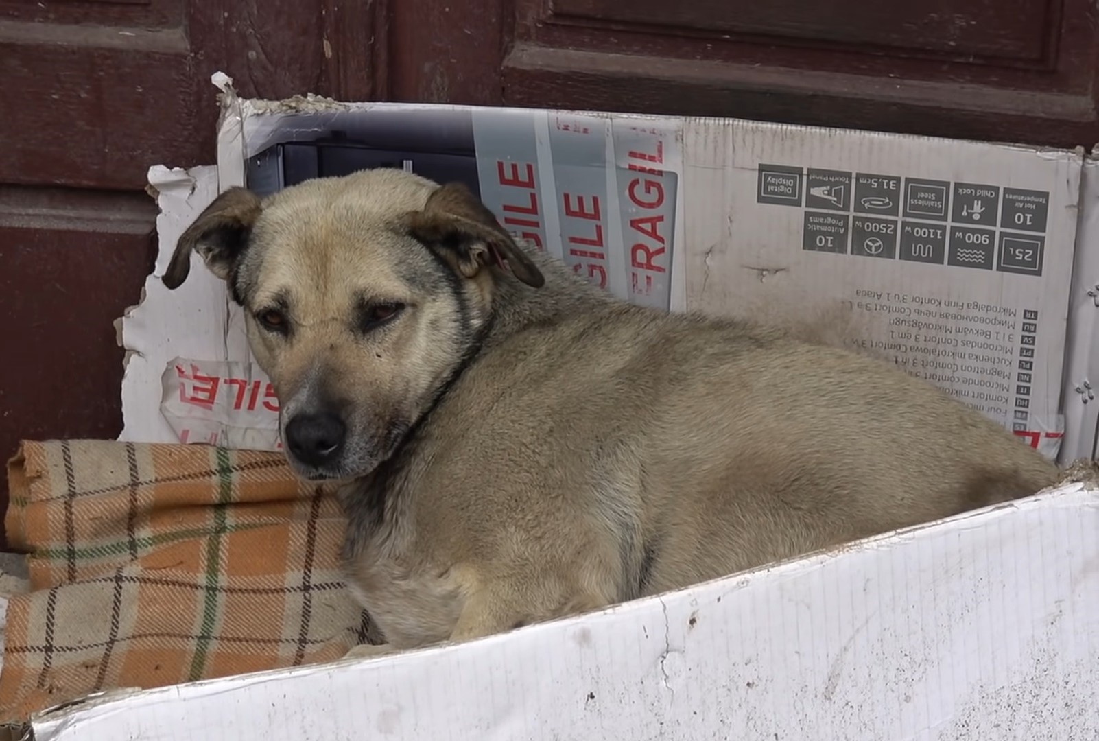 Stray Dog Living On The Streets All Of Her Life Gets A New Chance When ...