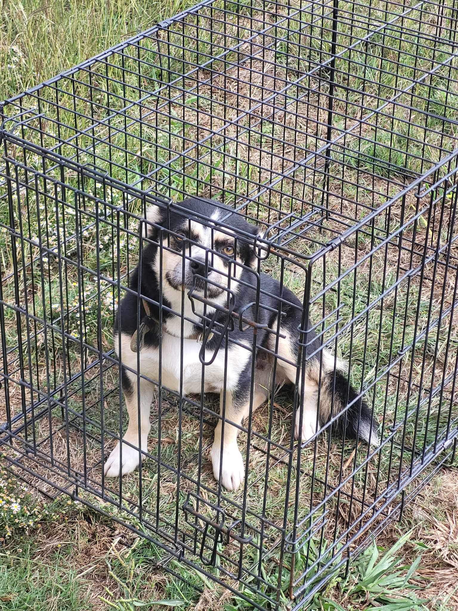 dog in a metal cage