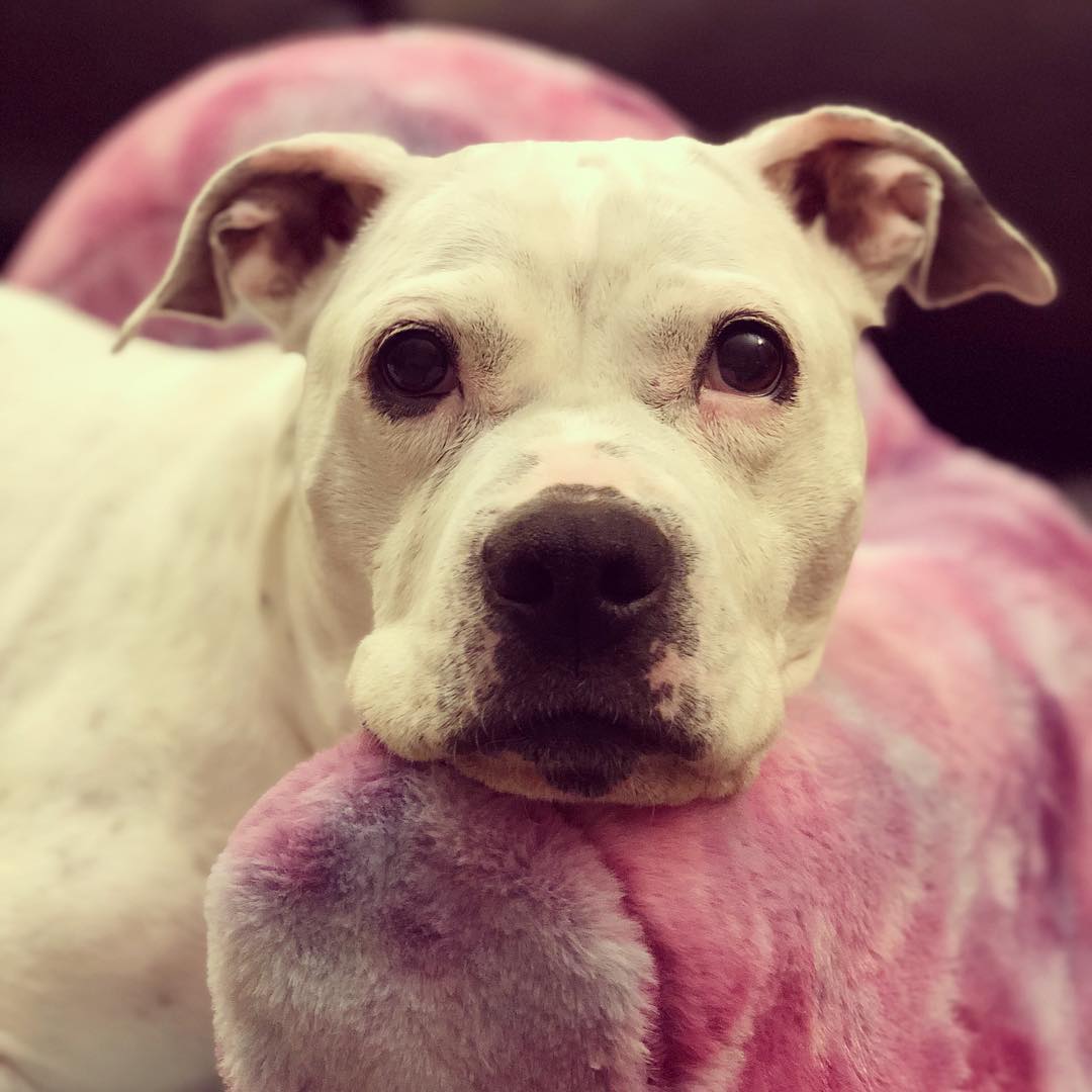 dog lying on pink pillow