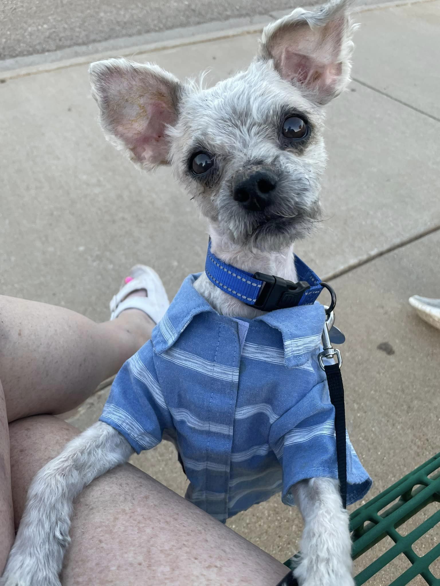 dog wearing a blue shirt