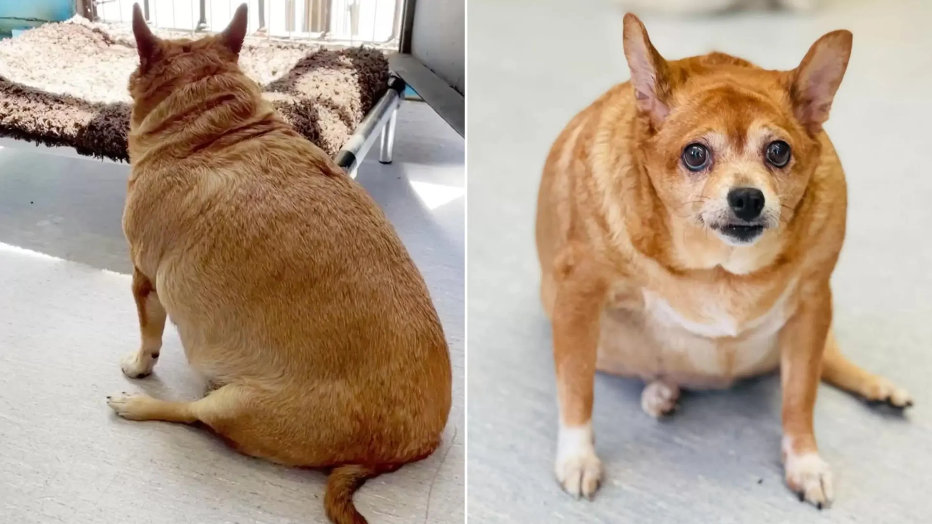 30-Pound Chihuahua Fed Sausage And Eggs Amazes Everyone With Her Epic Weight Loss