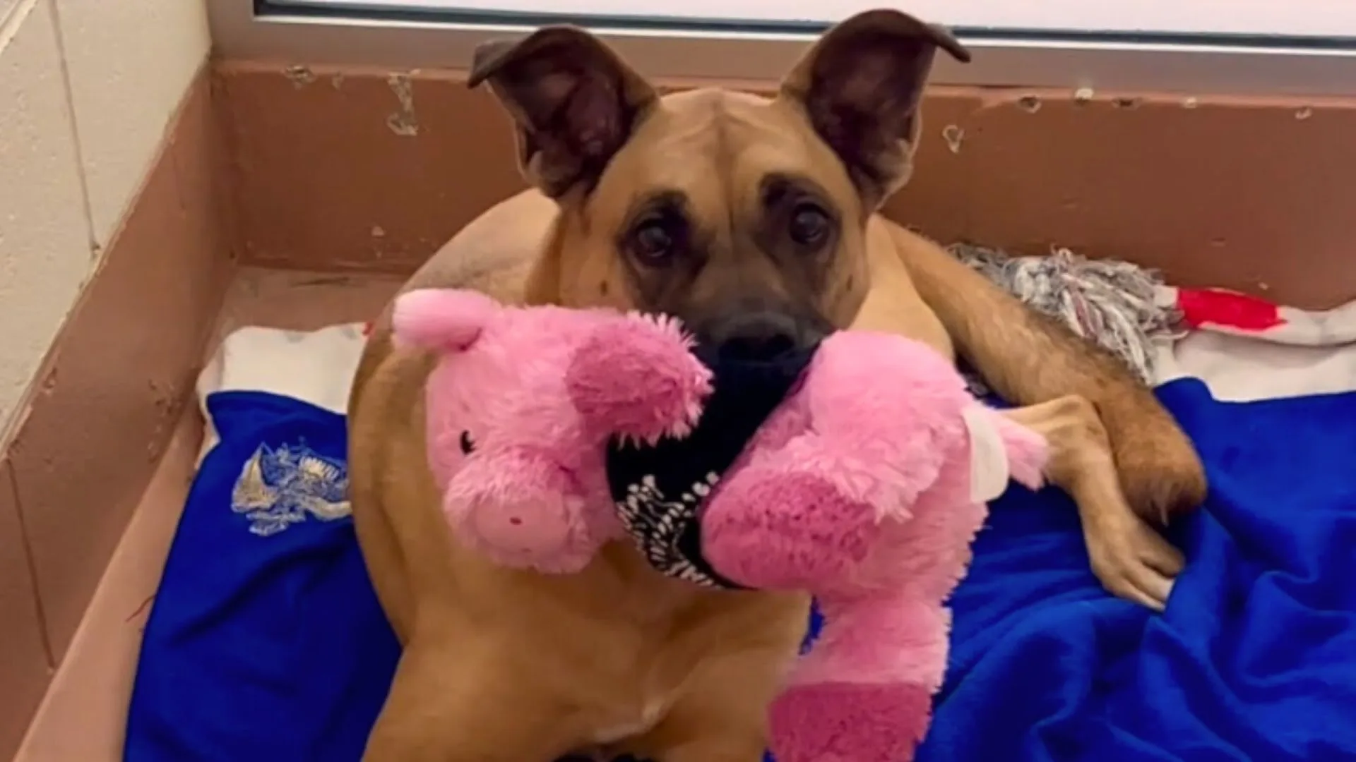 A Beautiful Mama Dog Has Spent Three Years Inside The Shelter Because Nobody Wants To Take Her Home