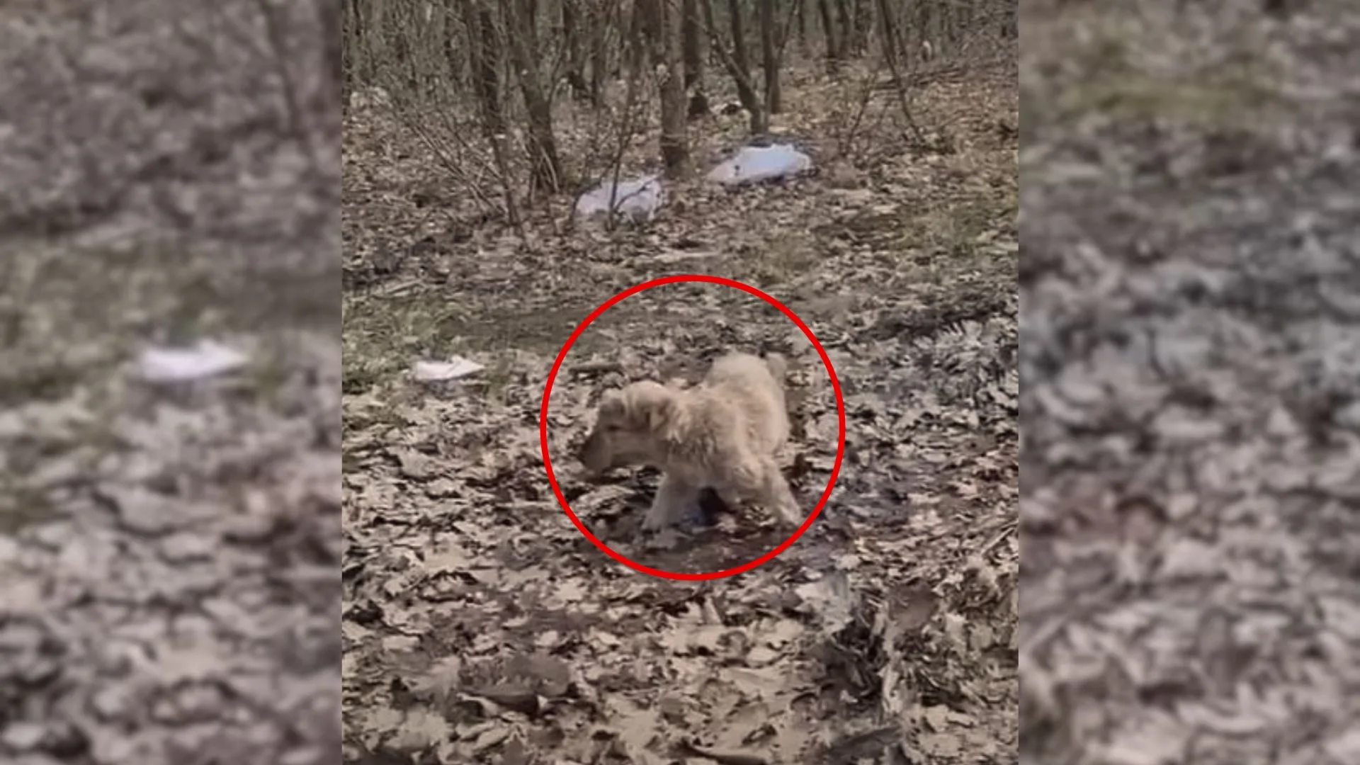 This Puppy Was Eating Leaves In The Forest To Survive Until Someone Came To Rescue Him