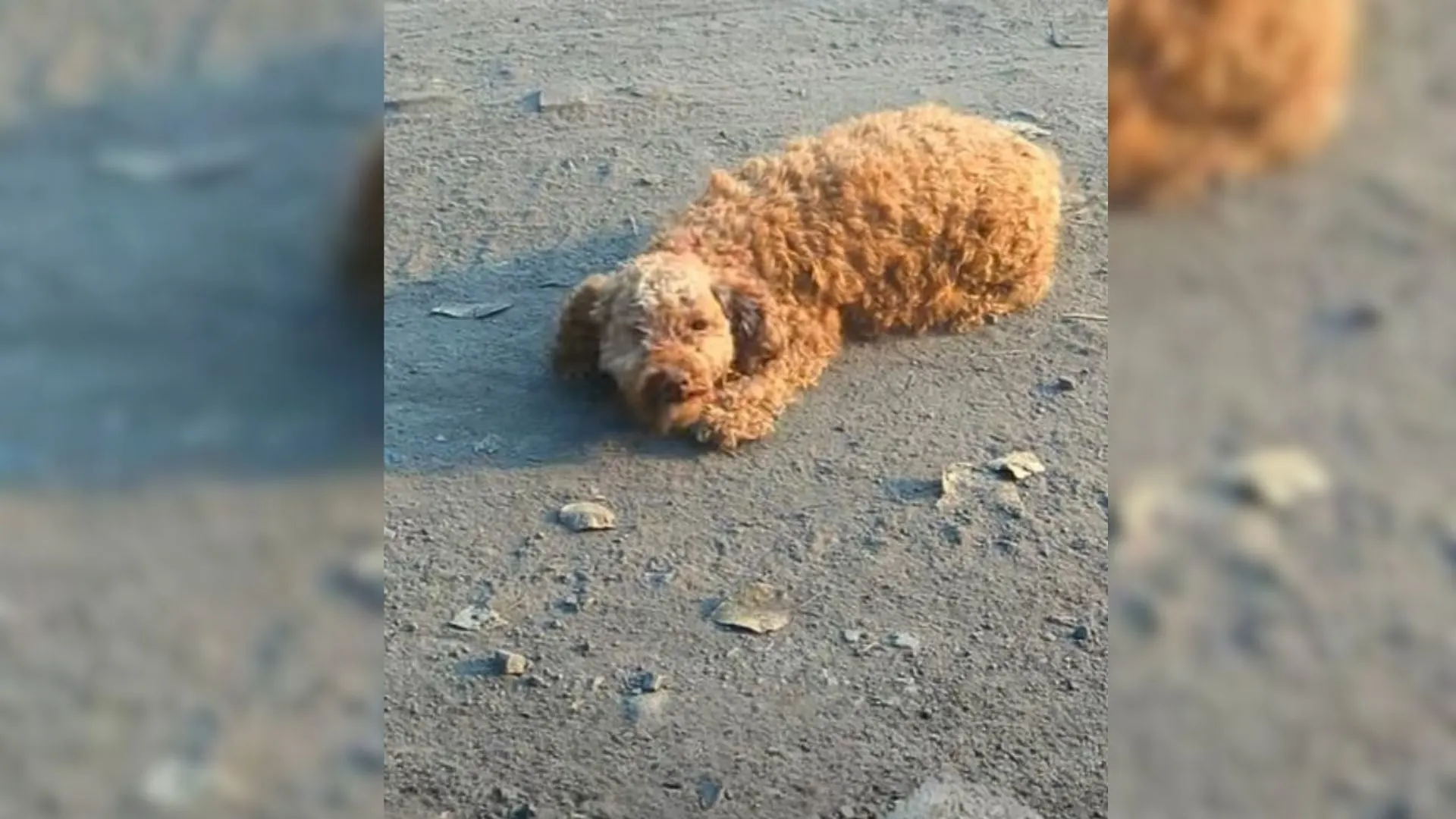 A Man Finds A One-Eyed Pregnant Stray Poodle And Gives Her A Home She Always Dreamed Of