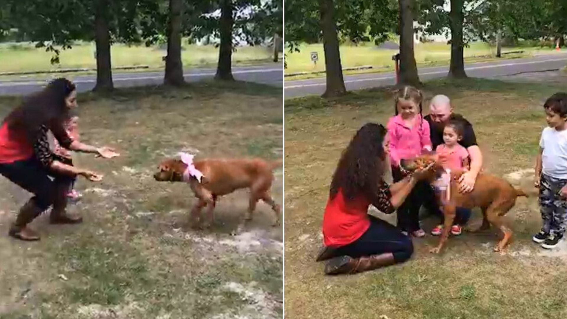 This Dog Was Missing For 2 Years Before Being Finally Reunited With His Family