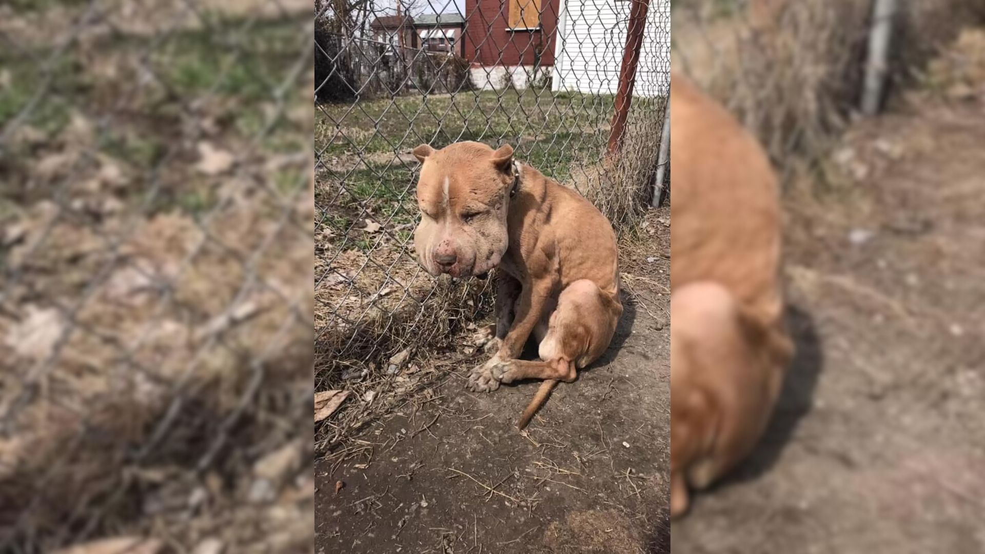 A Sweet Dog Who Was Injured After Being Tied To A Fence Makes An Amazing Receovery