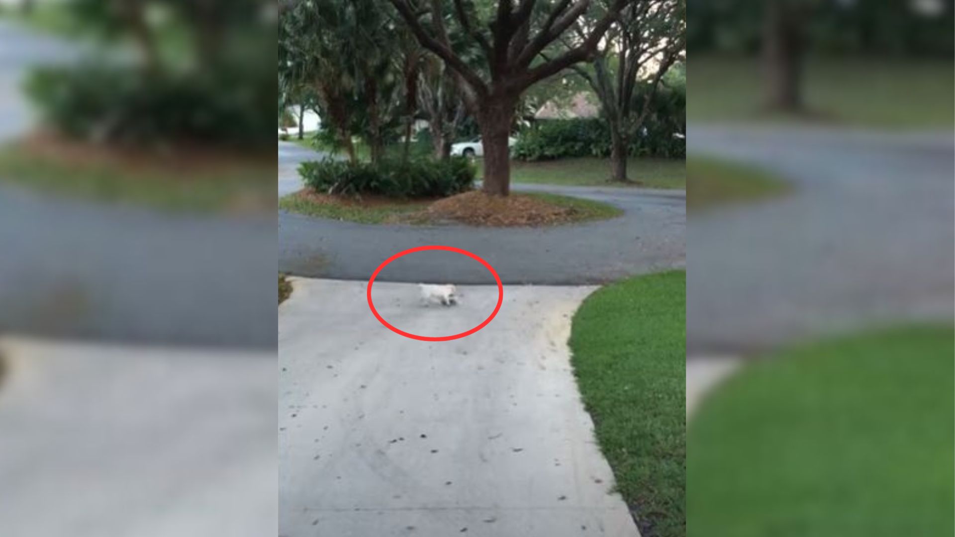 Owner Noticed His Dog Was Struggling With Something Outside And Then He Realized What Was Going On