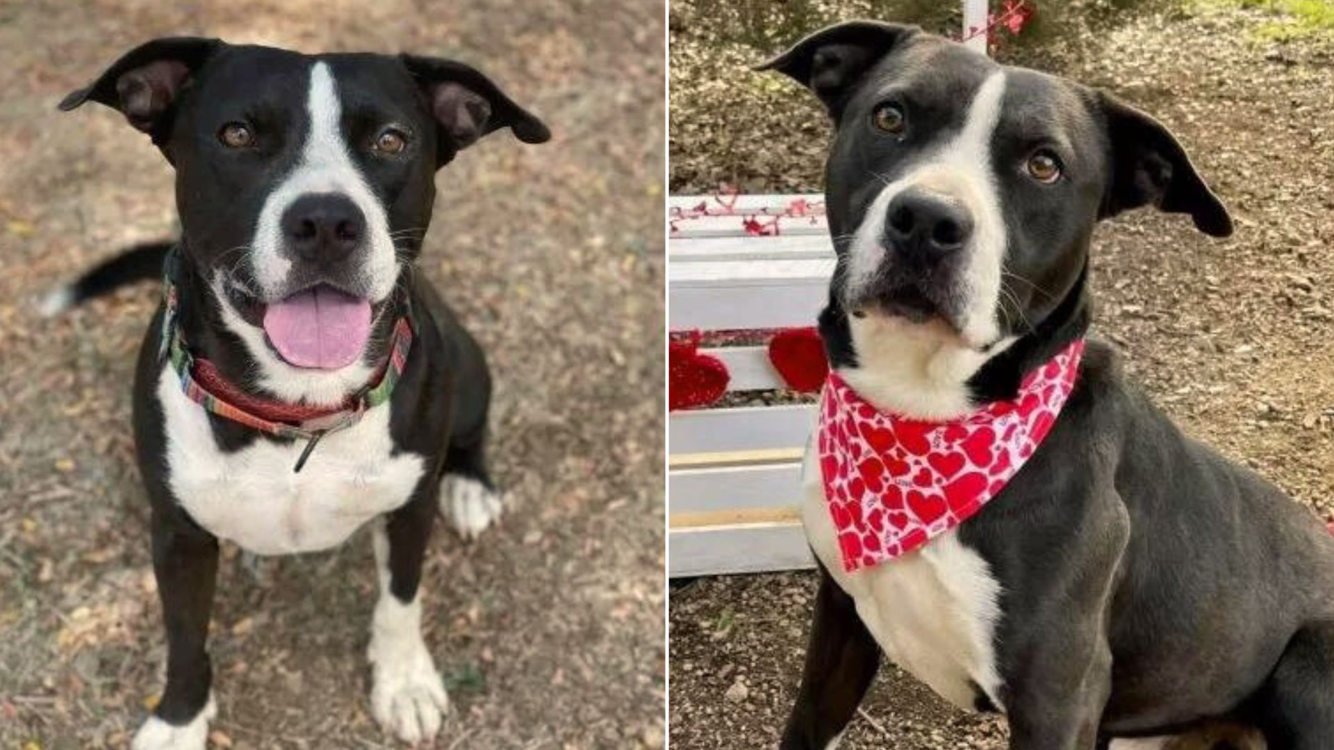 Dog Spends 800 Days In A Shelter Hoping To Find A Home To Call His Own