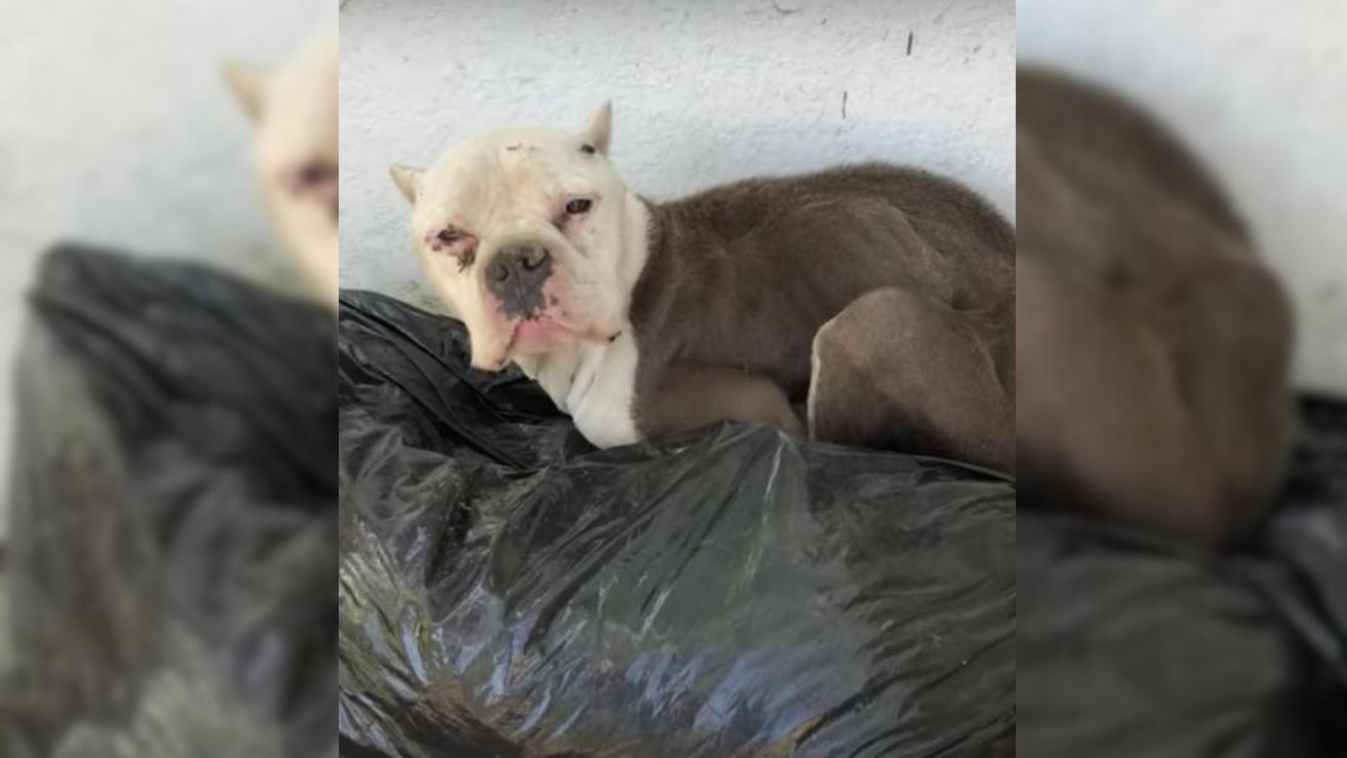 Rescuers Couldn’t Believe They Saw A Dog In A Pile Of Trash, So They Went To Her Aid