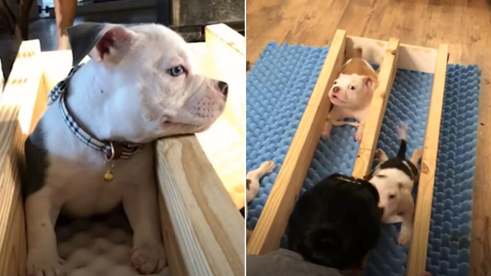 Owner Decides To Give Up His Special-Needs Pittie Because ‘He Wasn’t Mean Enough’