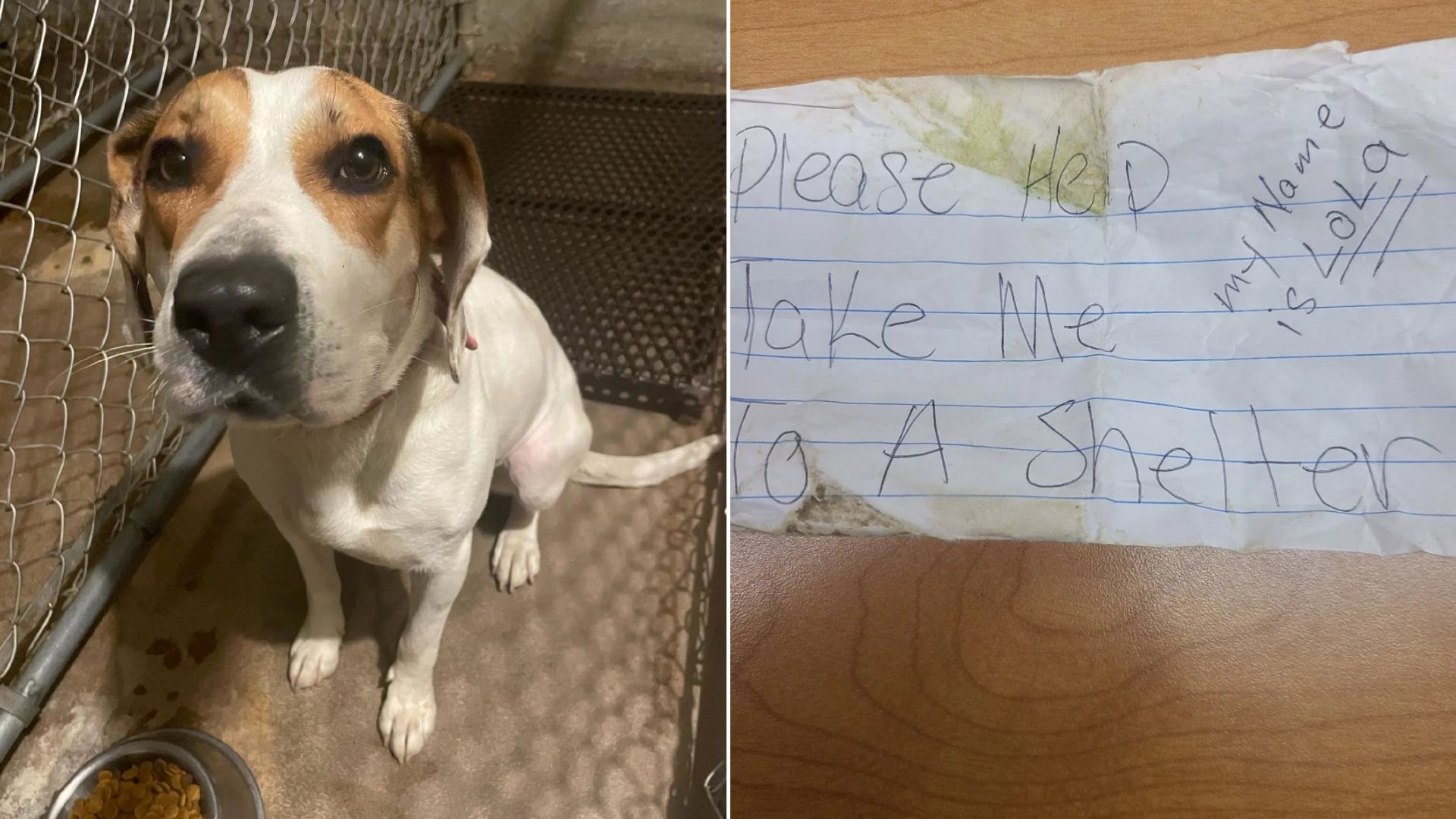 abandoned dog with a heartbreaking note