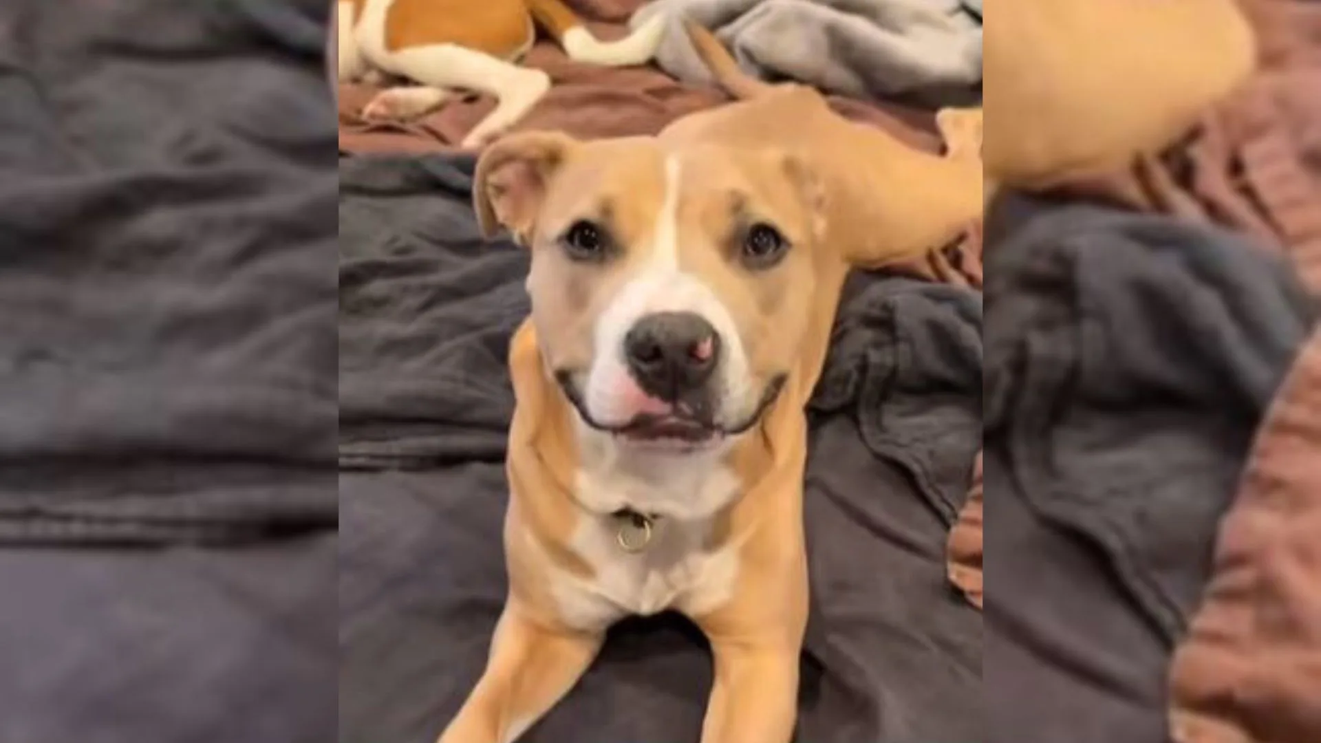Rescue Pittie Smiles Again In A New Home After Her Heartbreaking Past