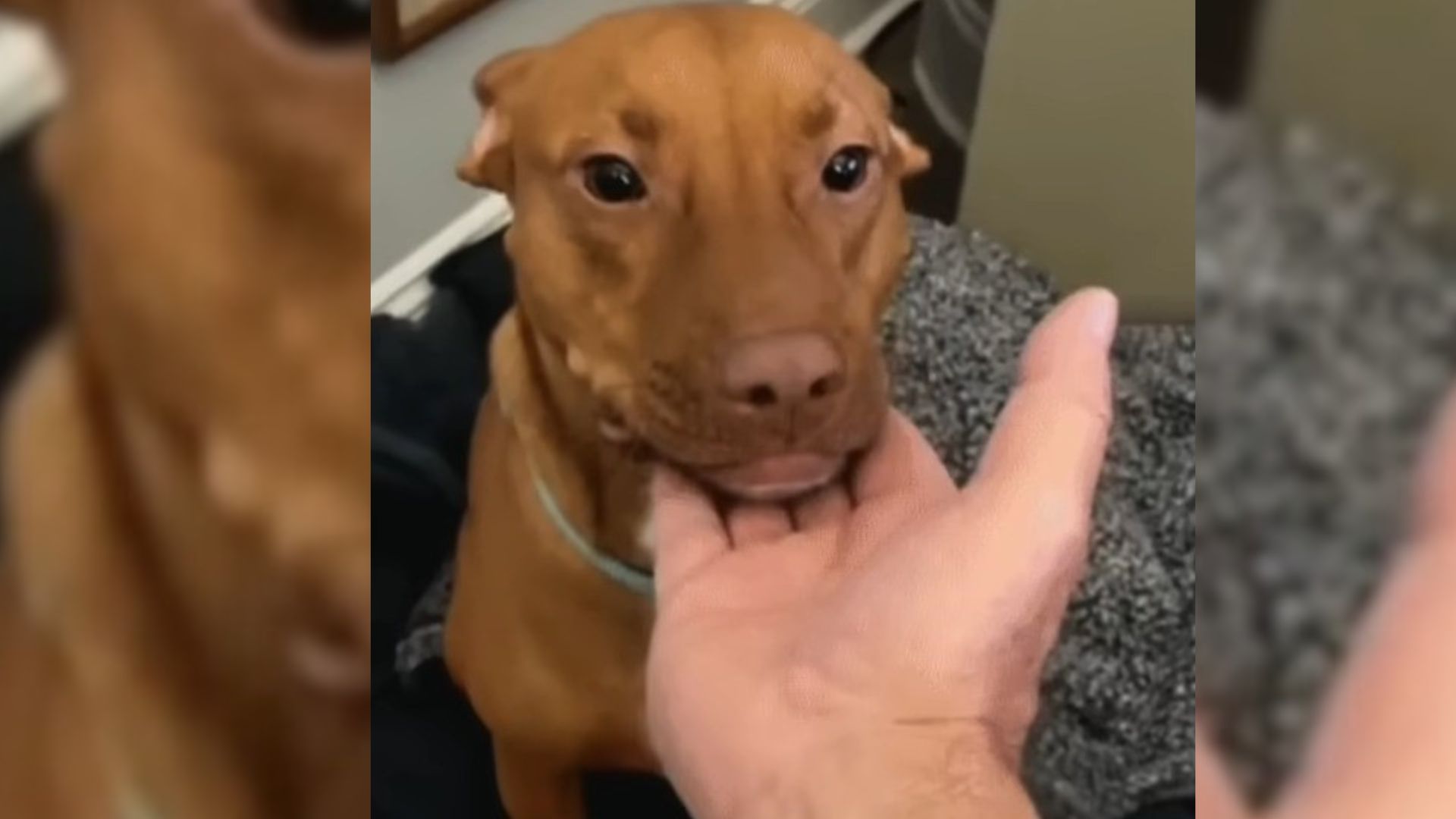Dog Abandoned And Left Outside A Shelter In A Small Kennel Gets A Second Chance At Life