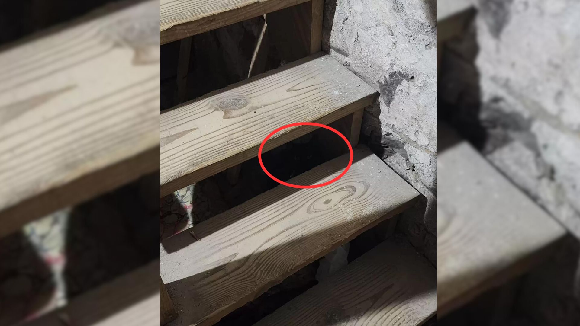 Woman Noticed Eyes Staring At Her From The Shadows And Screams Before Realizing What It Is
