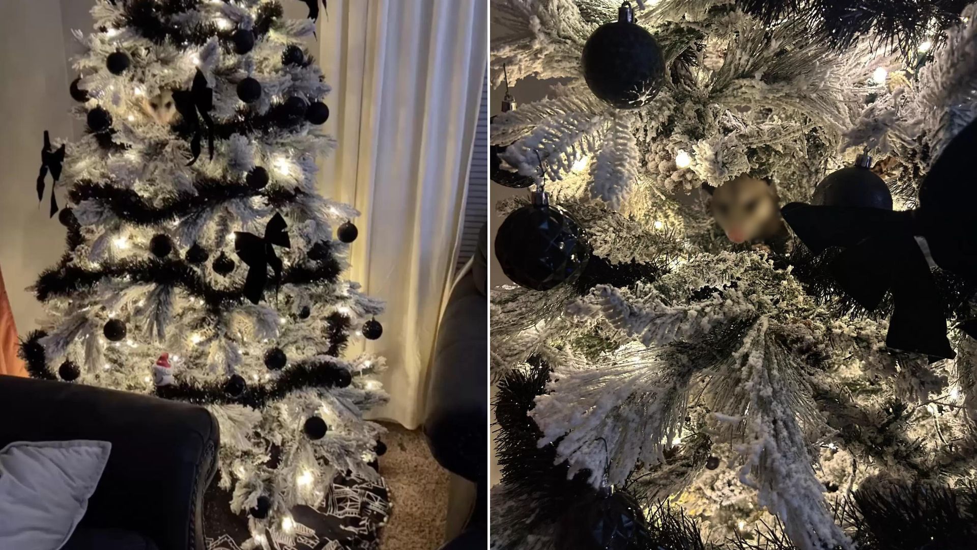 Woman Shocked To Find A Living ‘ornament Hiding In Her Christmas Tree 