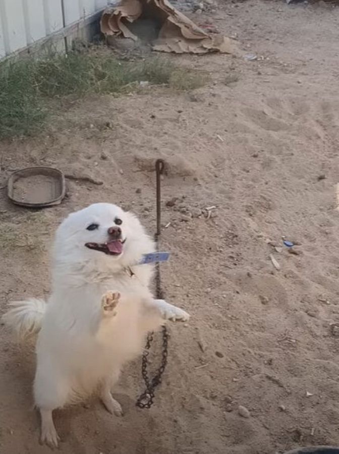 a cheerful white puppy on its hind legs