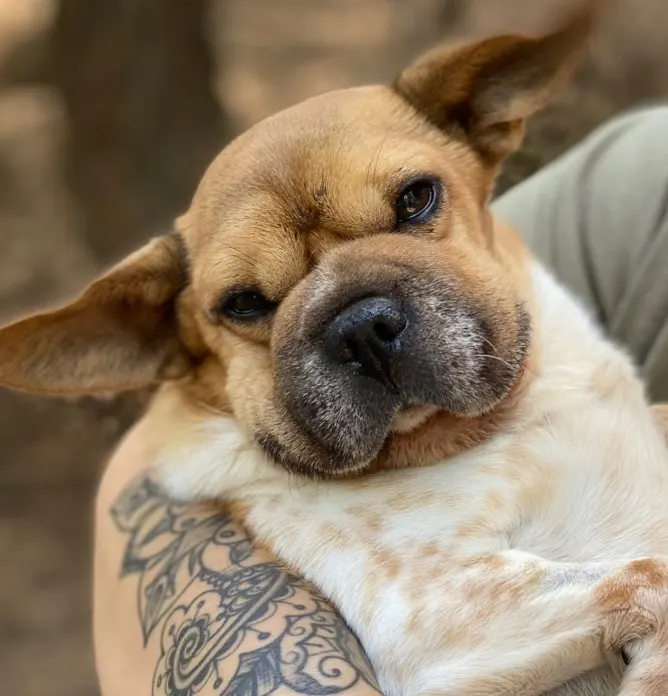 a cute chubby dog in a man's arms