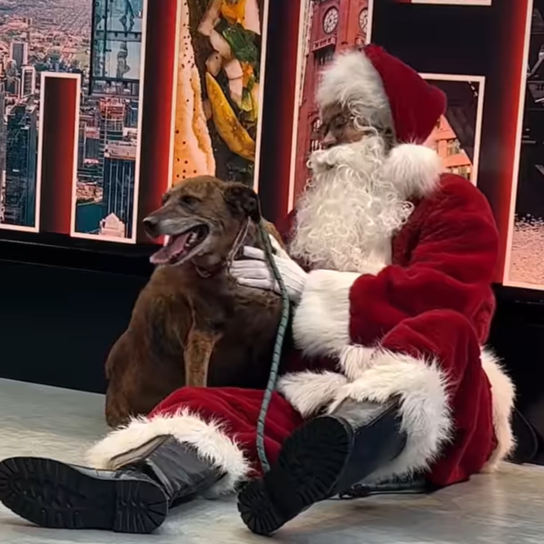 an old dog with santa claus