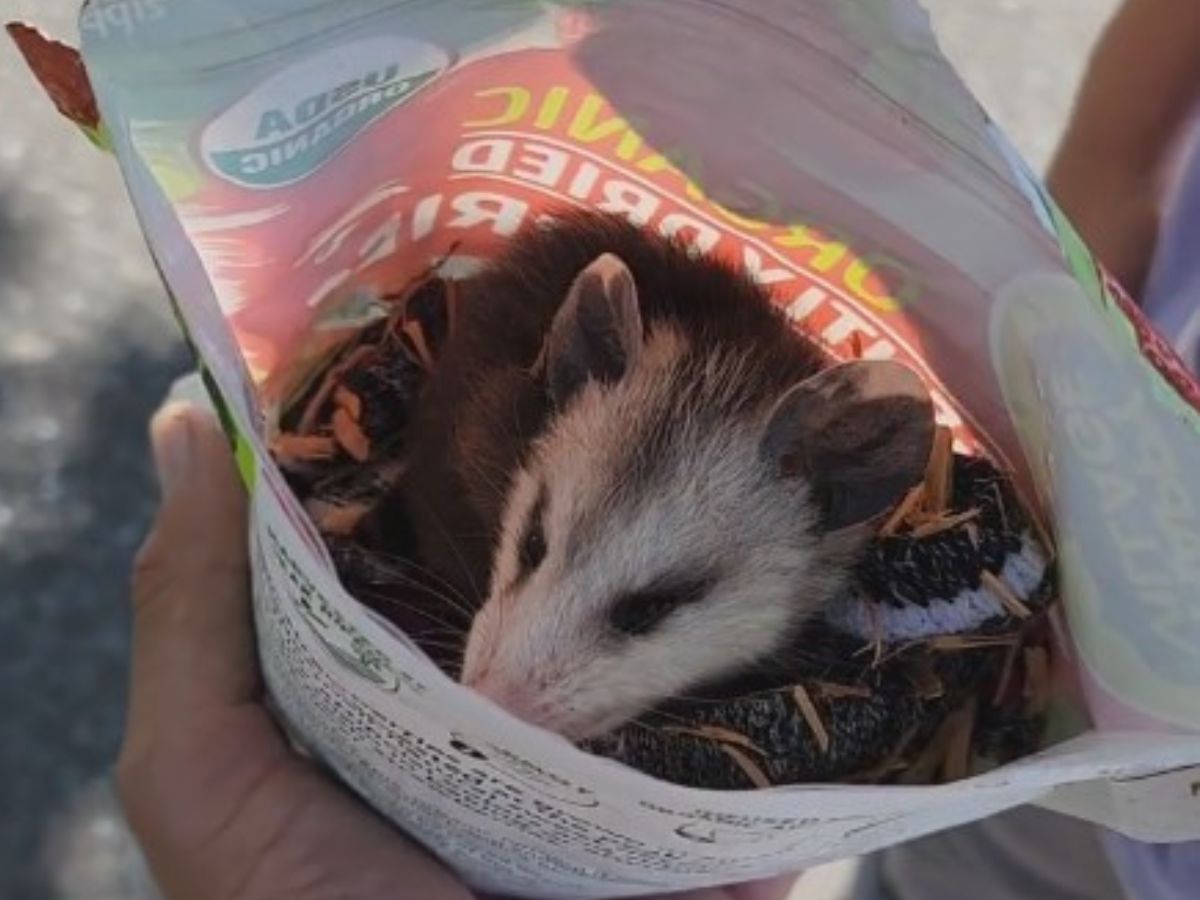 baby possum in bag