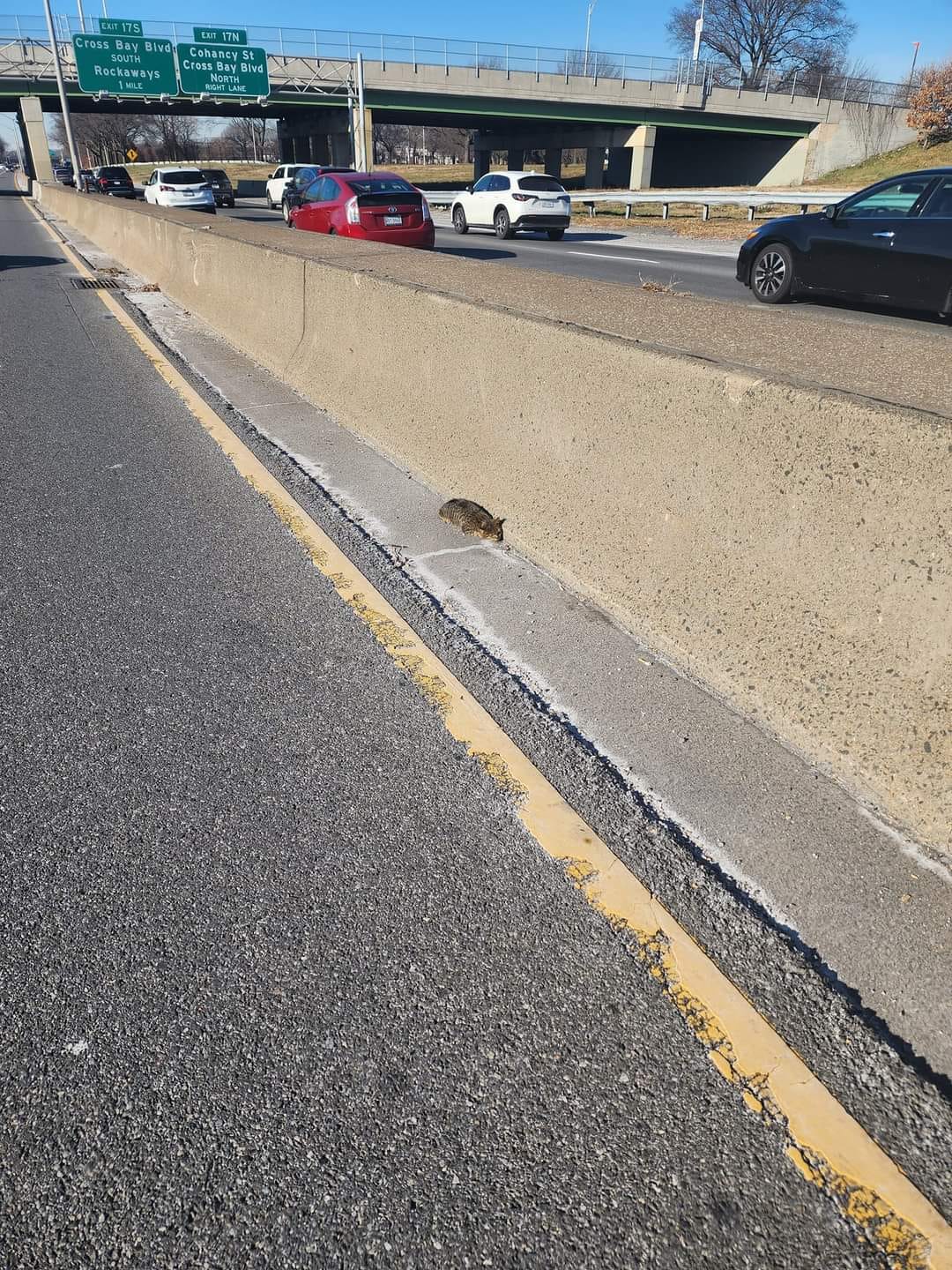 cat on the highway