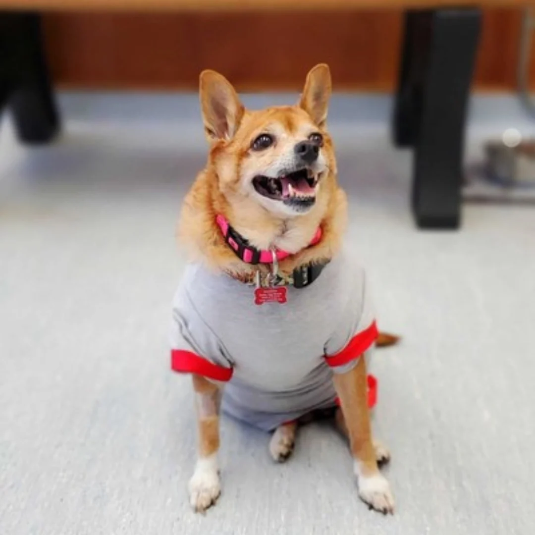 chihuahua wearing a costume