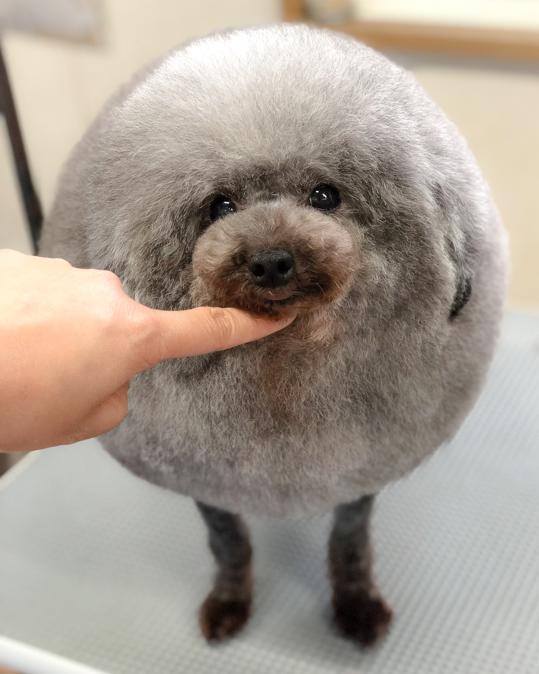 close-up photo of a fluffy dog