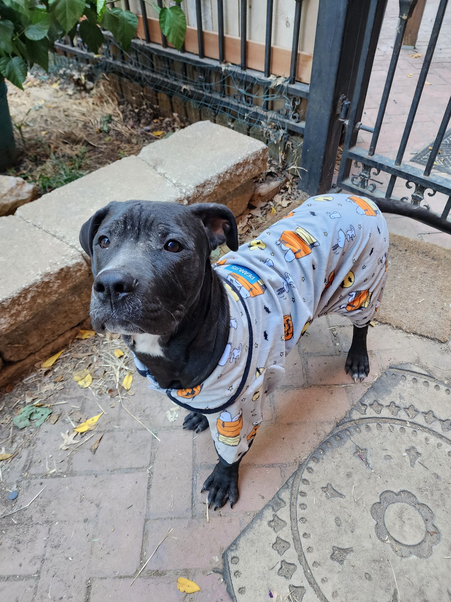 dog wearing cute dog clothes