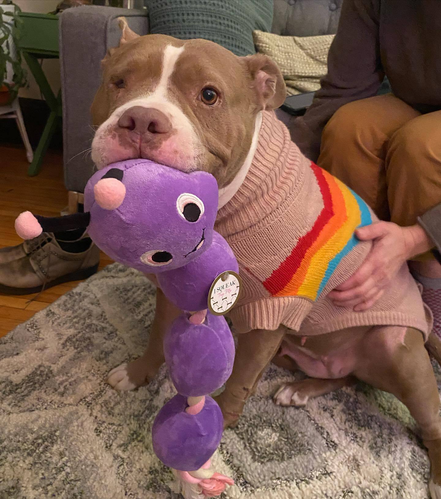 pittie holding a toy in mouth