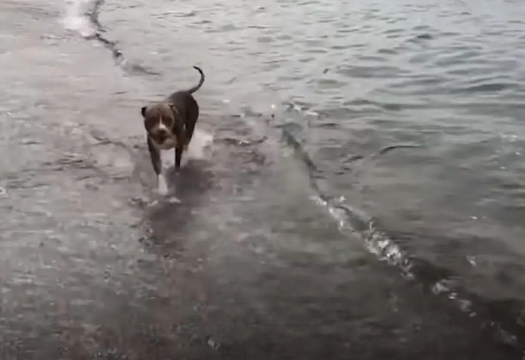 pittie in water