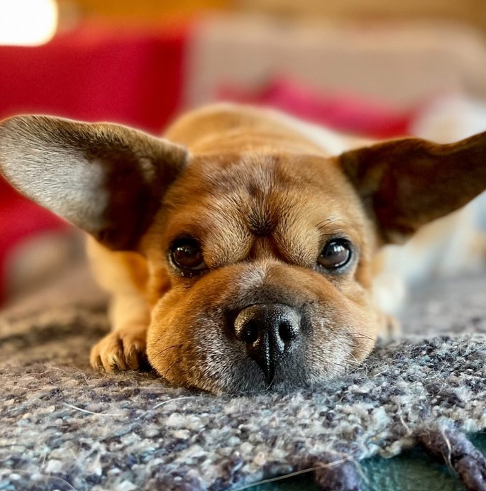 portrait of a dog with big ears lying on a shaggy carpet
