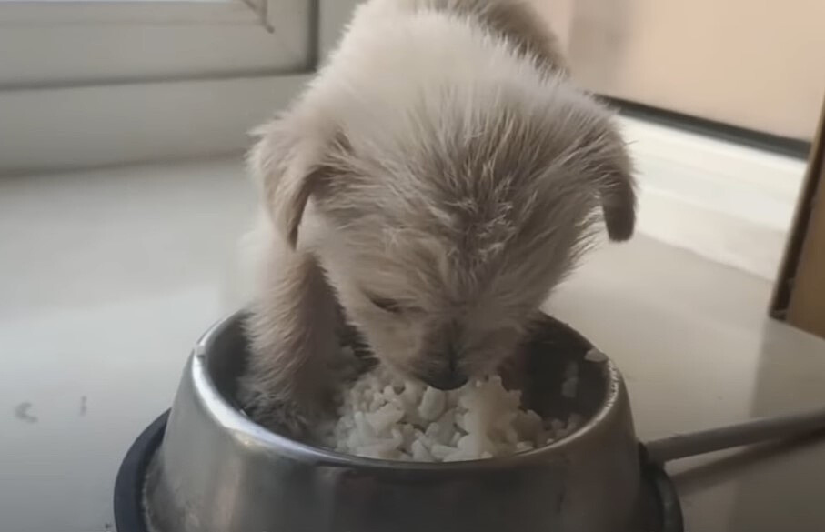 white puppy eating from bowl