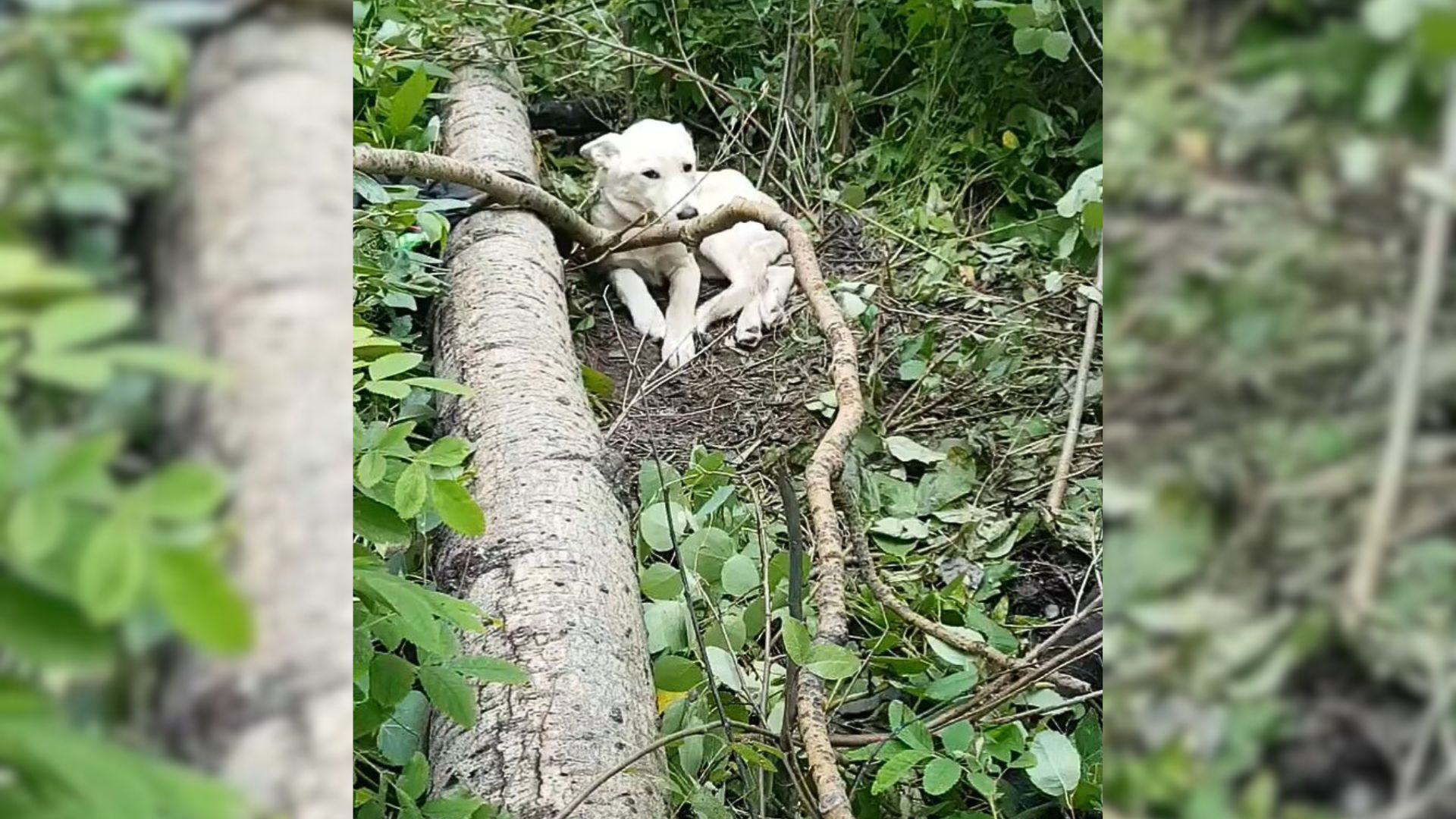 Man Noticed A Scared And Injured Dog In The Woods And Then Decides To Help Her