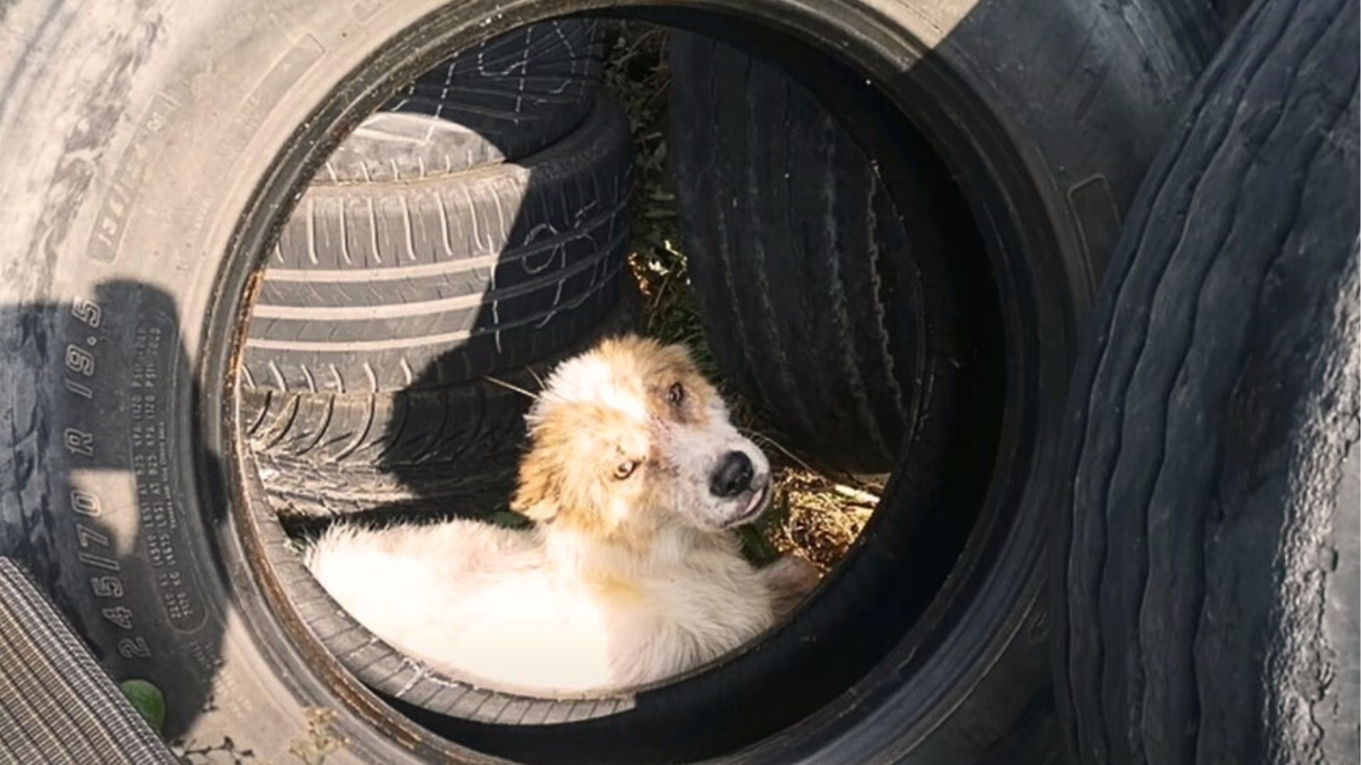 Shocked Gas Station Owner Finds Unexpected Surprise Hidden Between Car Tires