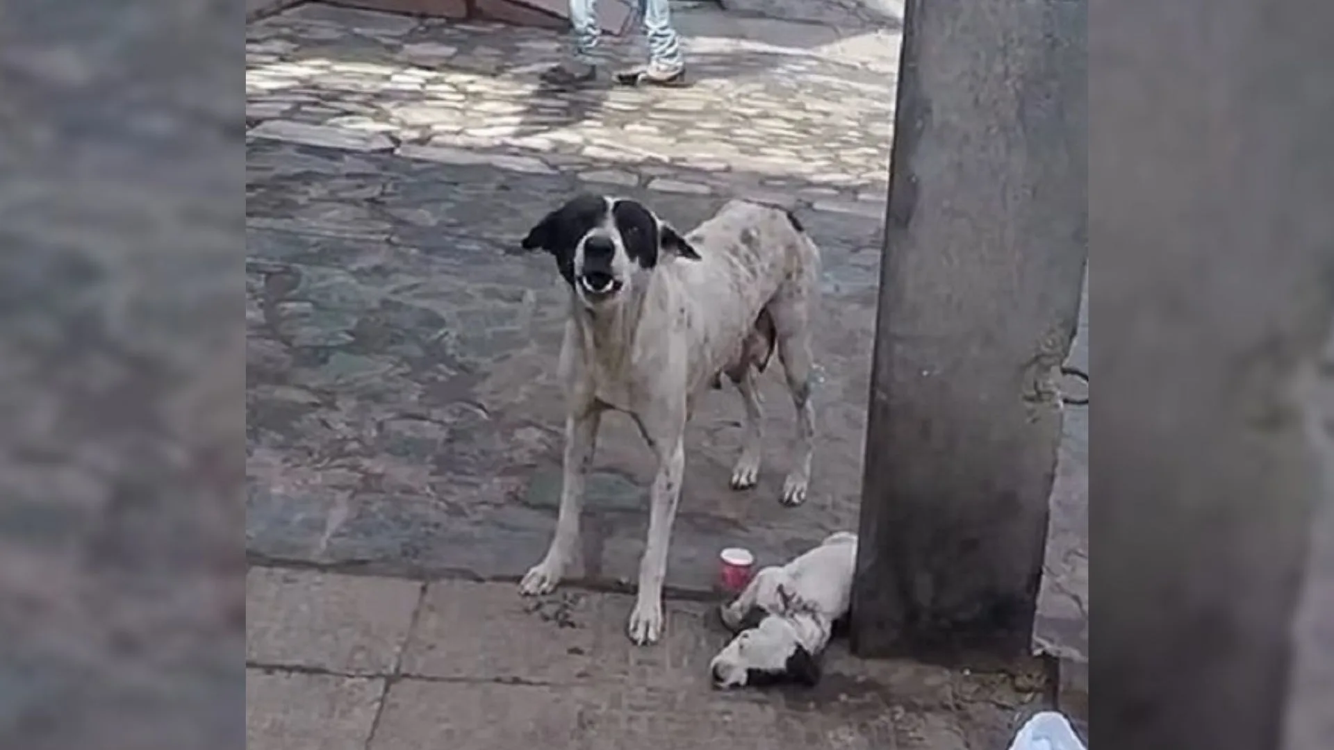 A Scared Mama Dog Kept Crying For Help Until Rescuers Stepped In To Save Her Injured Little Baby