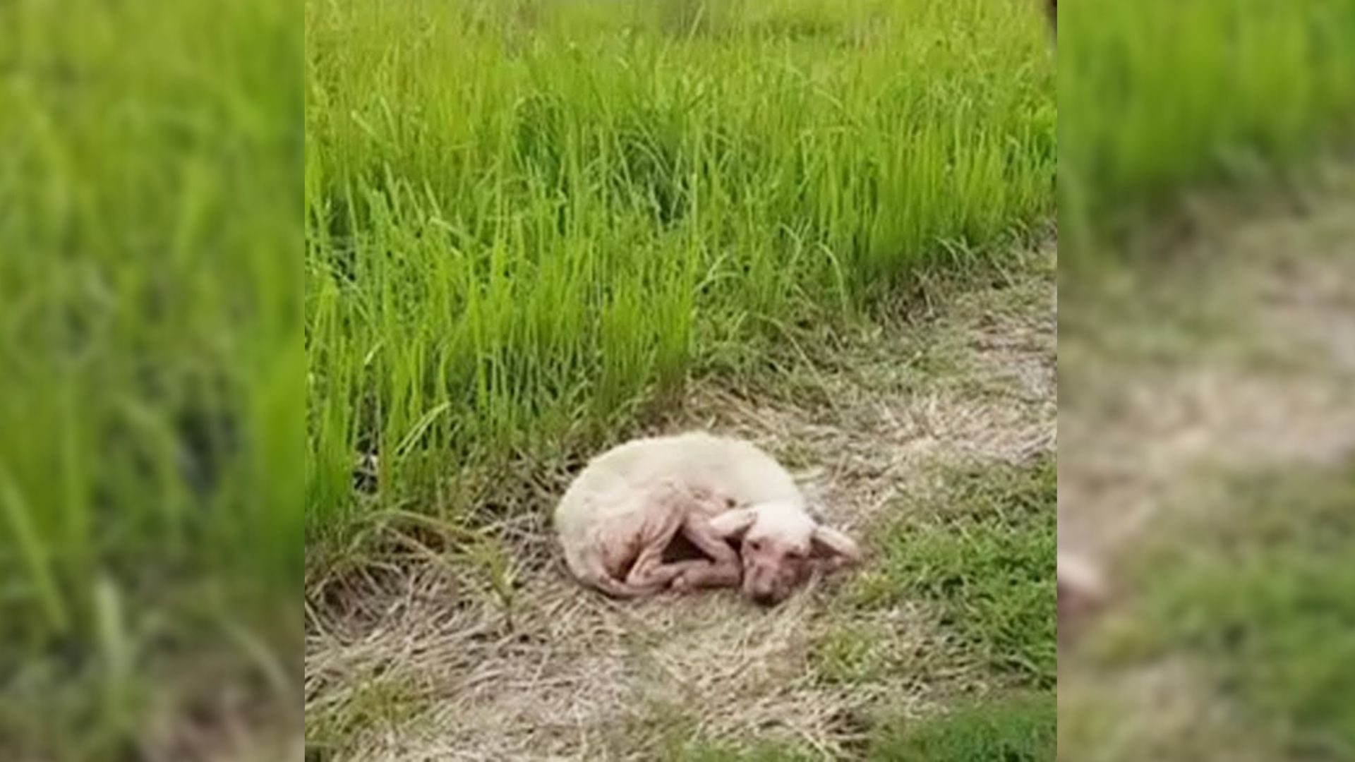 Abandoned Pup Refuses To Move, Hoping That Her Owners Would Come Back For Her