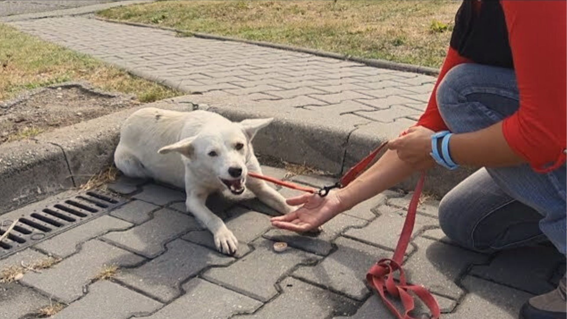 Stray Dog Follows Hoomans On Street Begging To Be Adopted