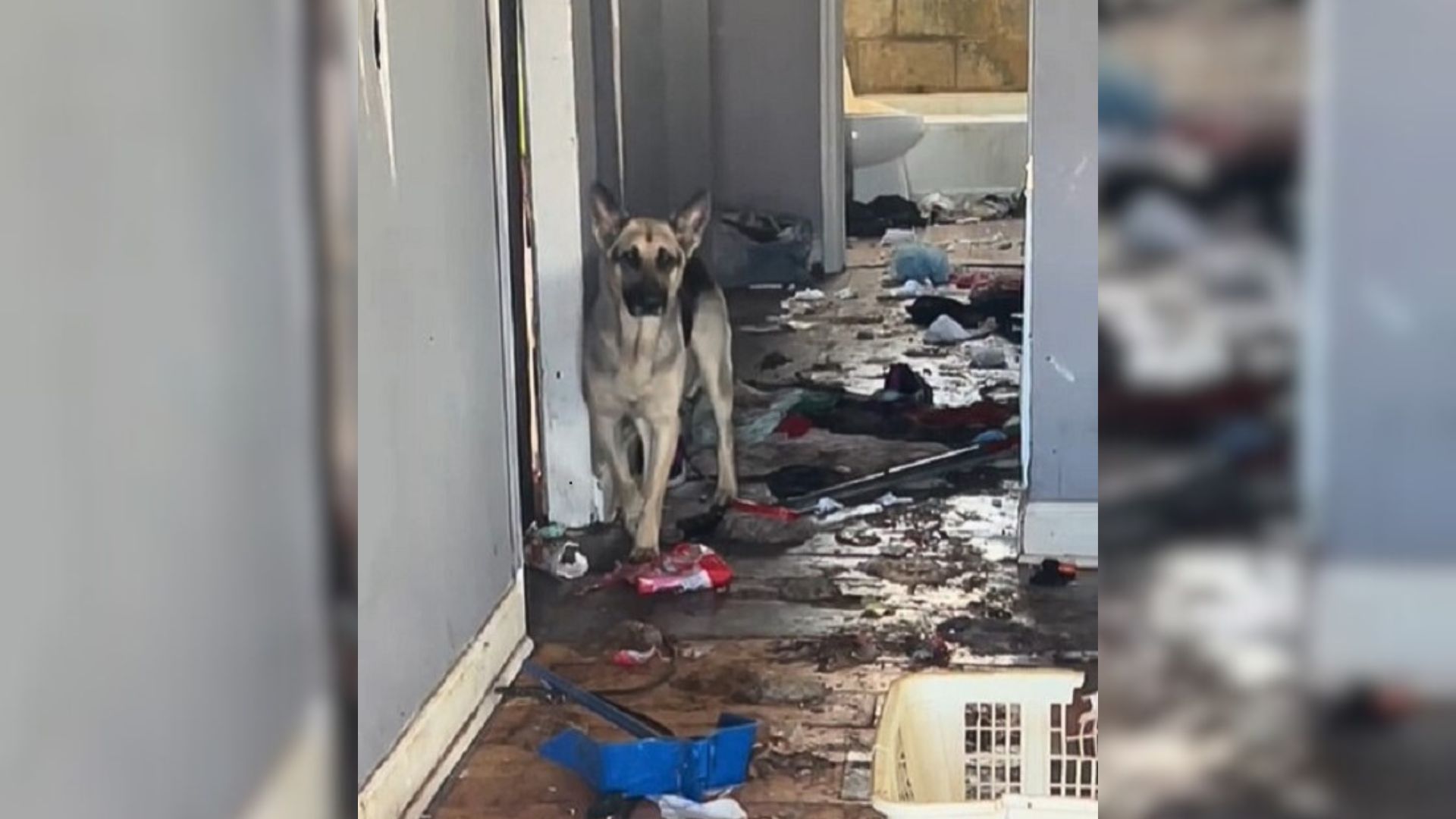 A Sweet German Shepherd Who Was Found In An Abandoned House Receives The Greatest Surprise